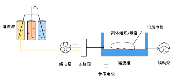 蠕動(dòng)泵在組織灌流 泵送和分配培養(yǎng)基 緩沖溶液中的應(yīng)用